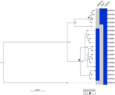 Equine Methicillin-Resistant Sequence Type 398 Staphylococcus aureus (MRSA) Harbor Mobile Genetic Elements Promoting Host Adaptation